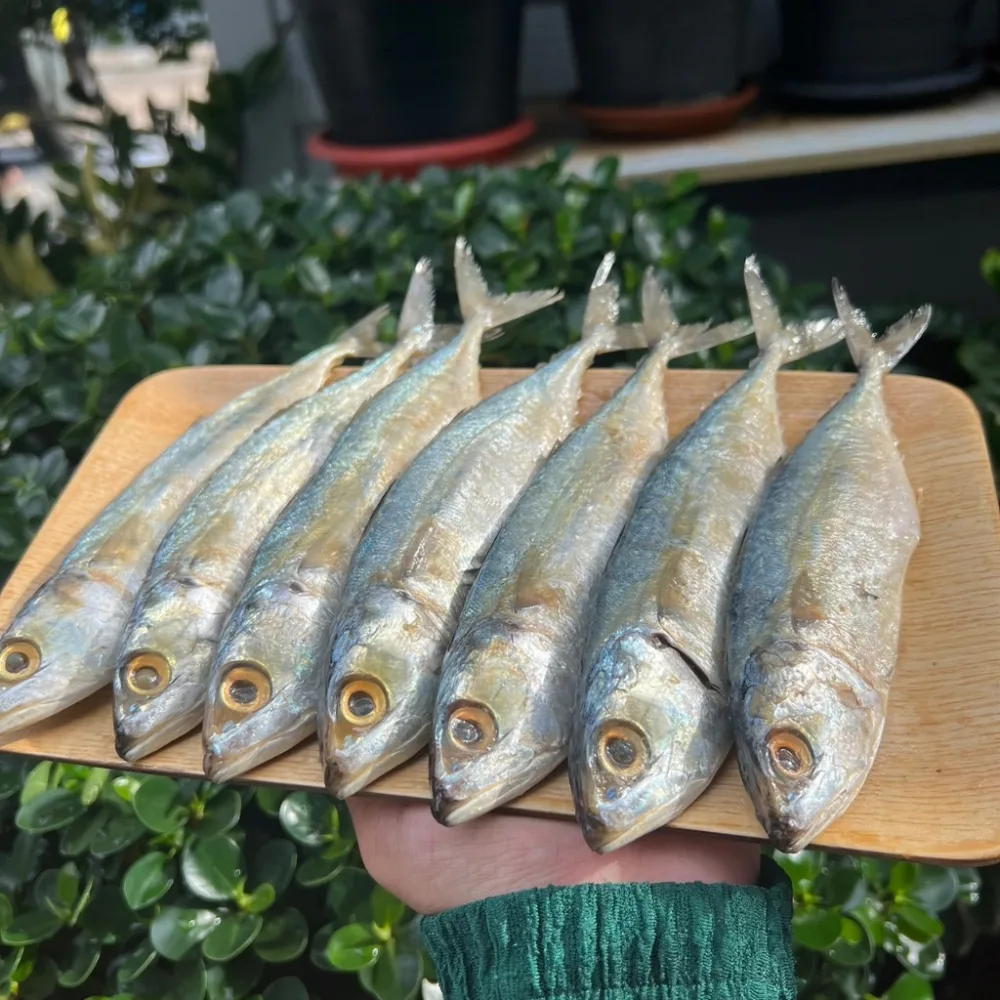 (สุดคุ้ม) ปลาทูมัน สดใหม่ เนื้อหวานมันอร่อย ไม่เค็ม ส่งตรงจากทะเลปราณบุรี ราคาส่ง!!