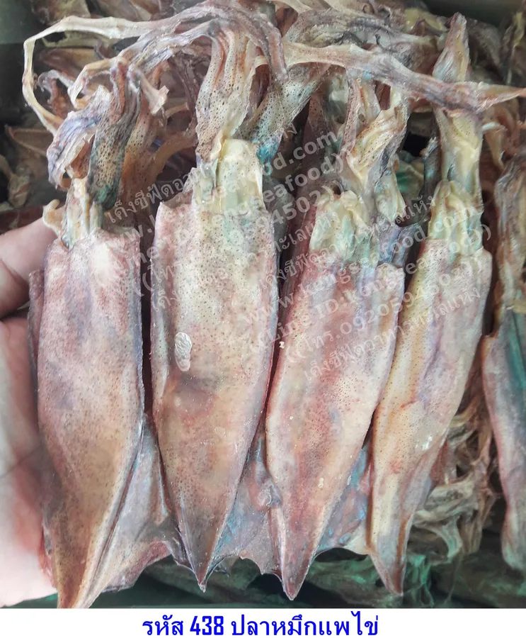 ปลาหมึกแพไข่ ไซส์ใหญ่